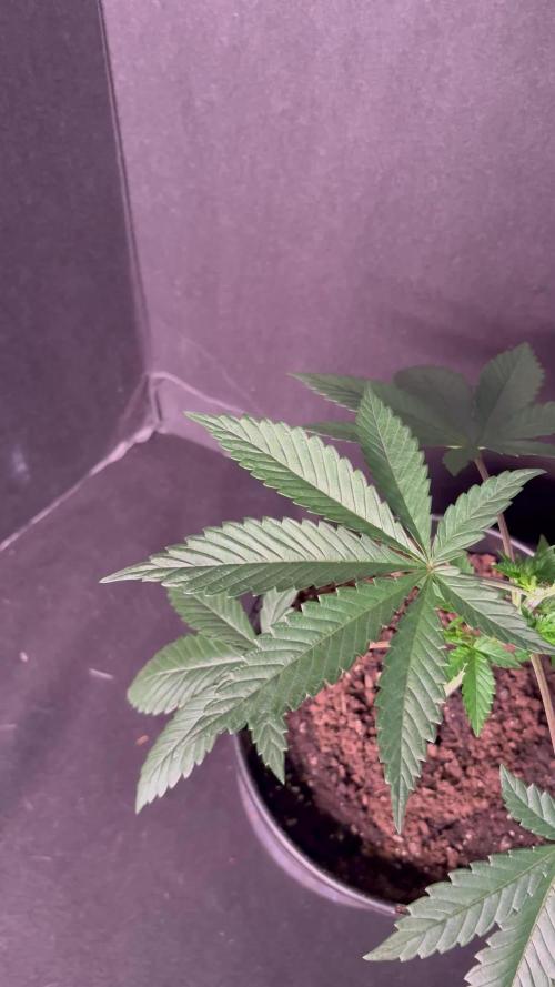 El dorado og