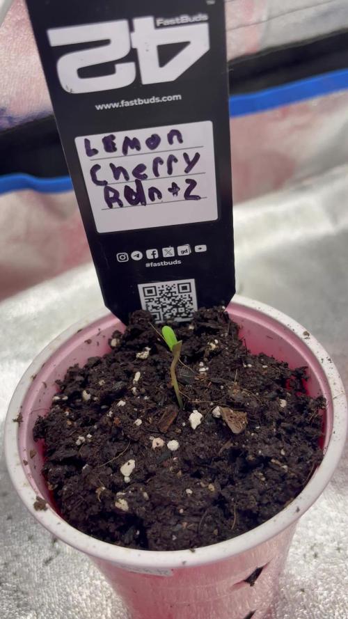 Lemon Cherry Runtz