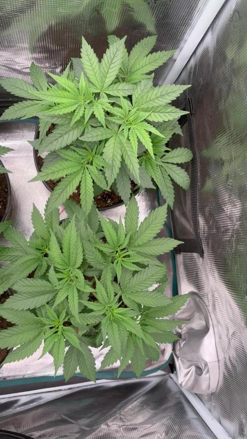 El dorado og