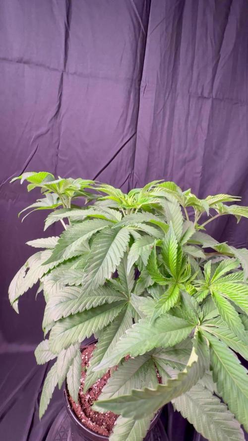 Black cherry gushers