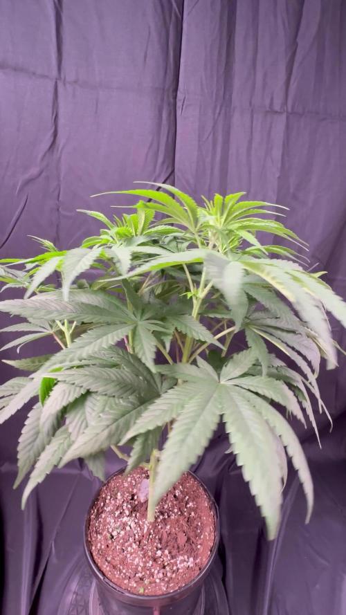 El dorado og
