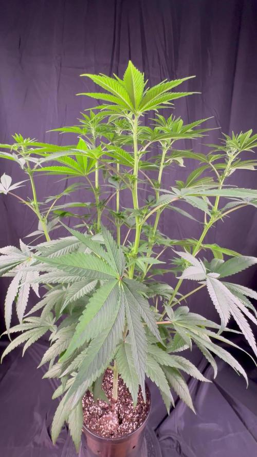 El dorado og
