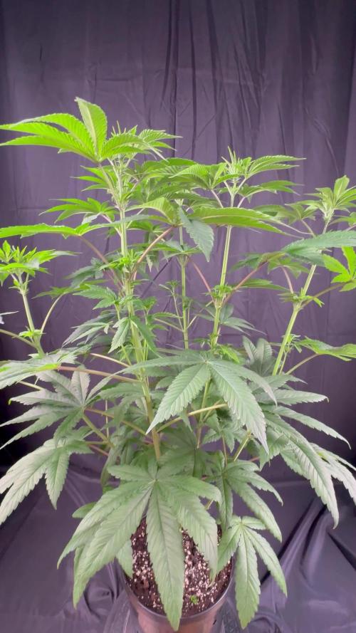 Black cherry gushers