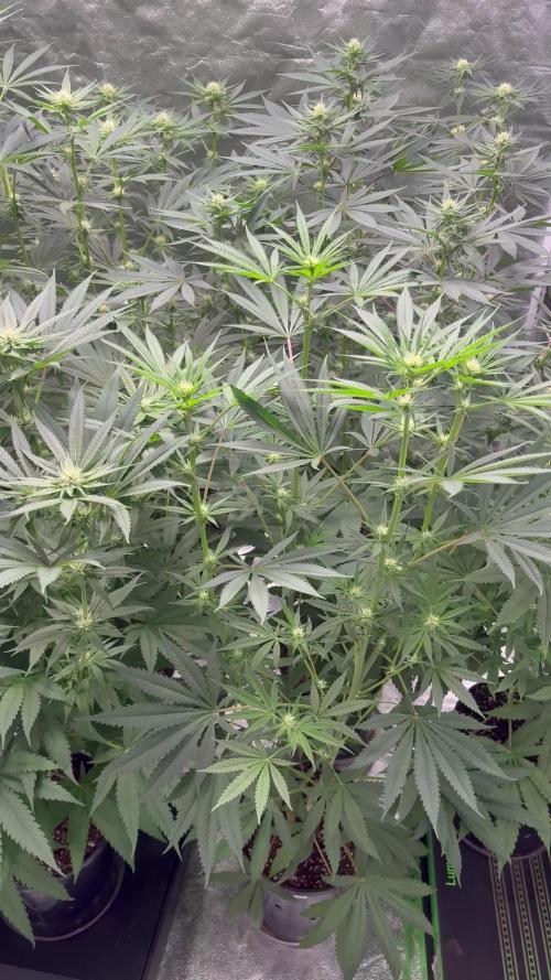 El dorado og