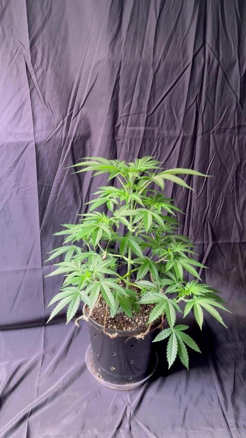 Papa- ELUFAH UAP-1500