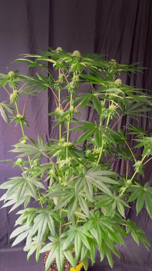 Black cherry gushers