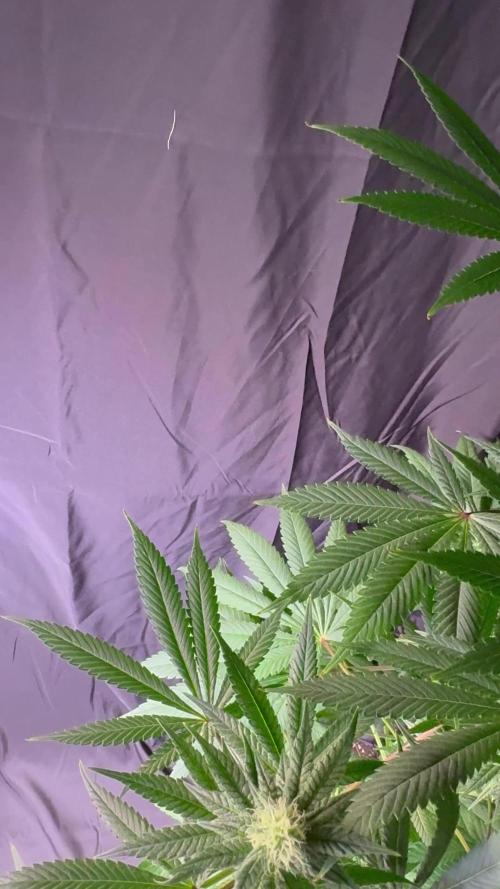 El dorado og