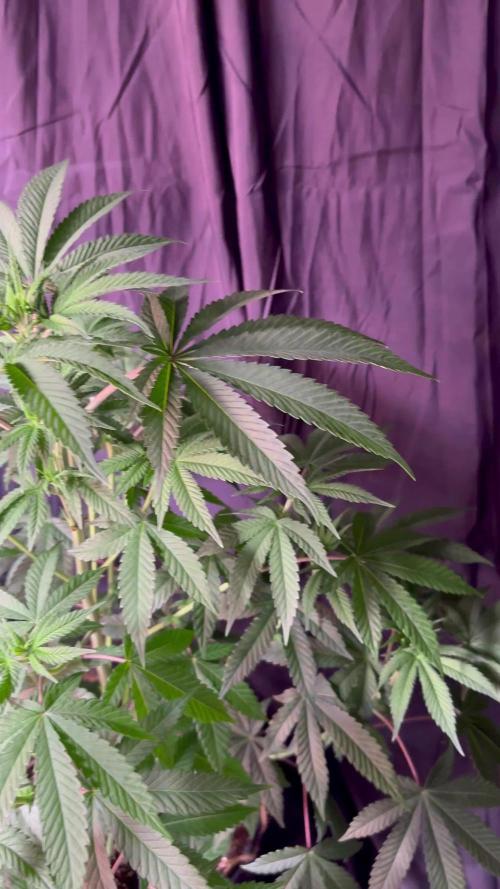 Papa- ELUFAH UAP-1500