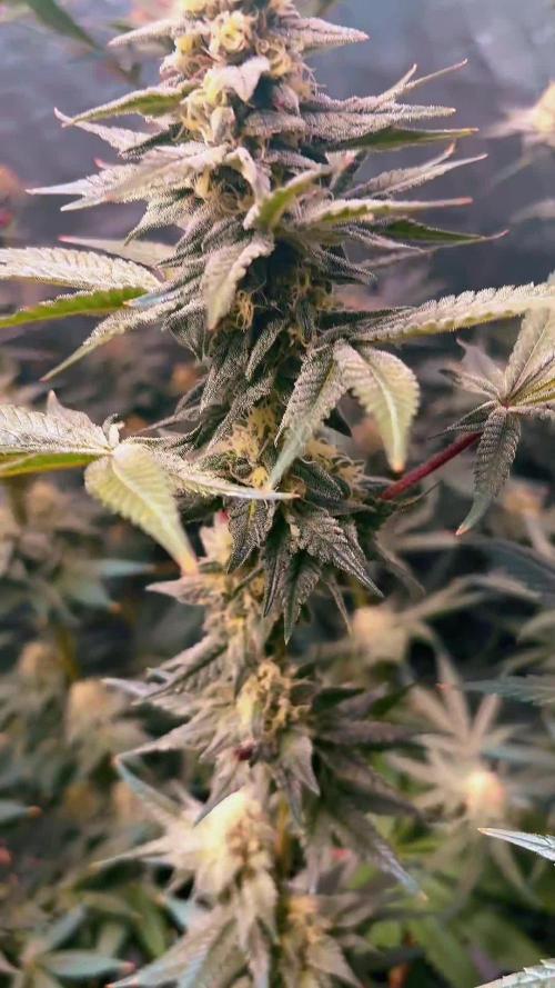 El dorado og