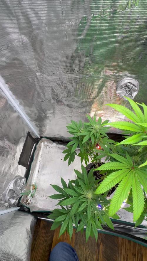 Papa- ELUFAH UAP-1500