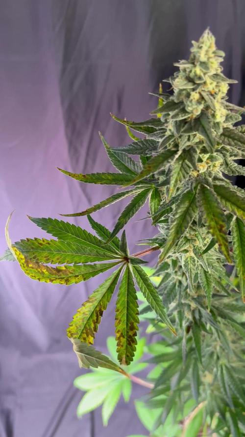 El dorado og