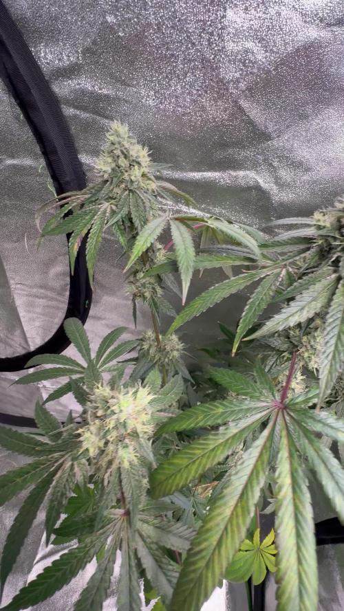 Black cherry gushers