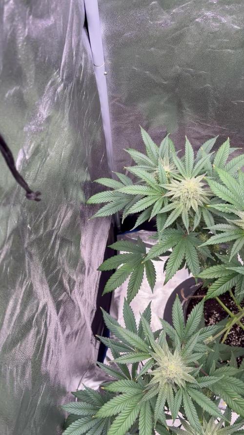 Papa- ELUFAH UAP-1500