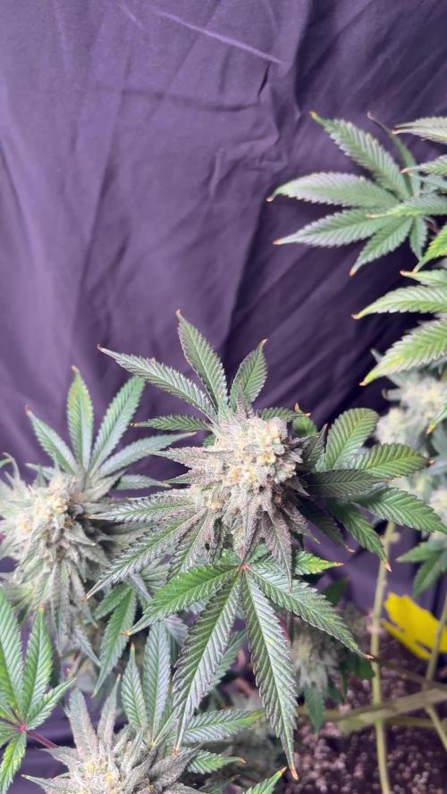 ELUFAH TEST Papayton