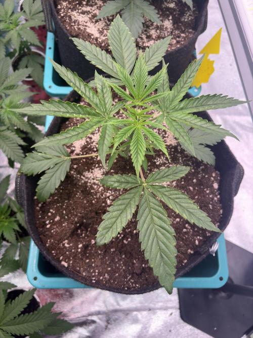 Wedding Gelato. Week 6