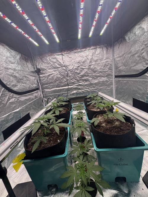 Wedding Gelato. Week 6