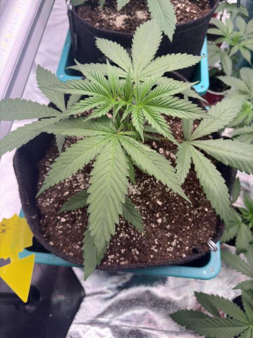Black Sugar 2.0. Week 6