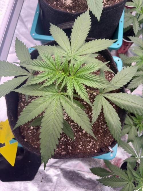 Black Sugar 2.0. Week 6