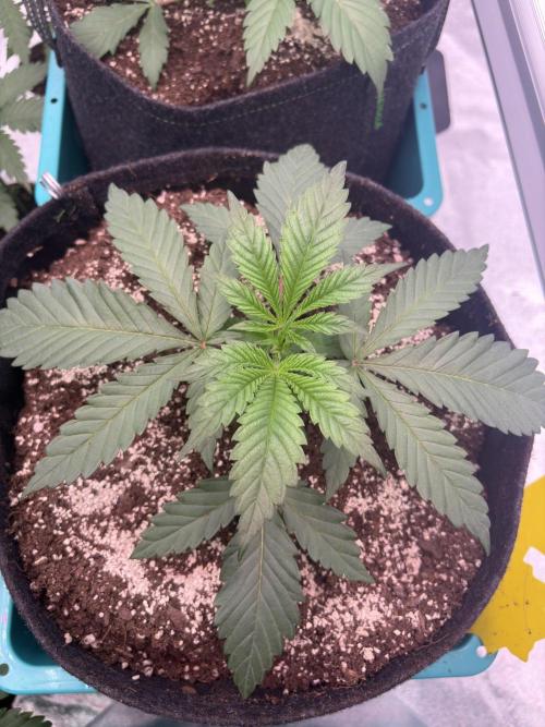 Lemon Cherry Gelato. Week 6