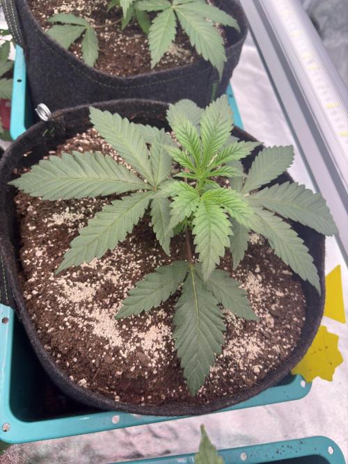 Lemon Cherry Gelato. Week 6