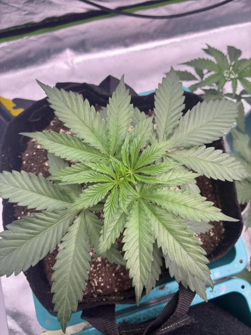 Truffle Jordan. Week 6