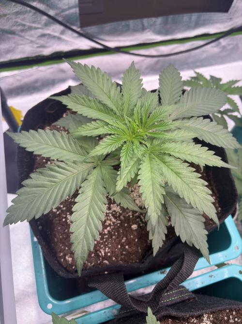 Truffle Jordan. Week 6