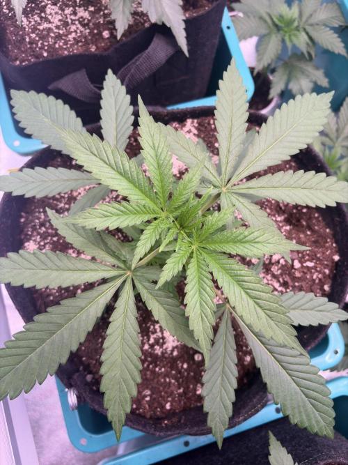 Straw-Lectric Lemonade. Week 6