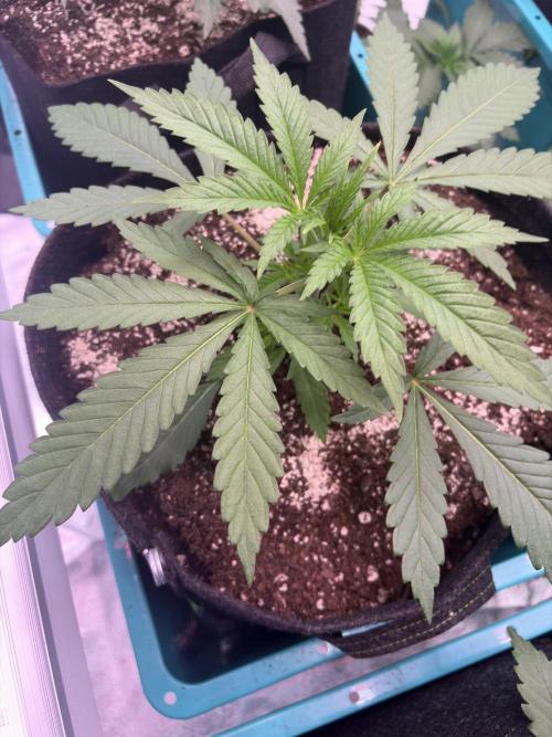 Straw-Lectric Lemonade. Week 6