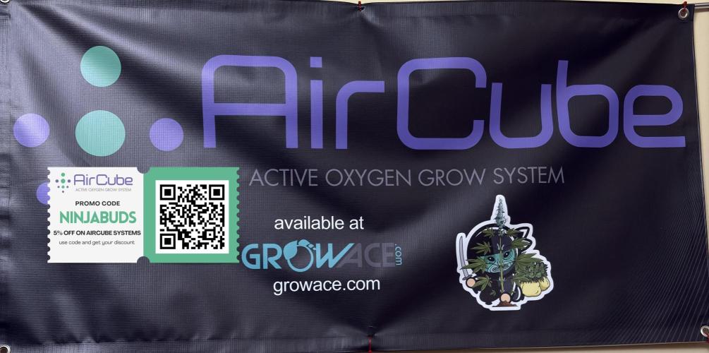 Straw-Lectric Lemonade. Week 6