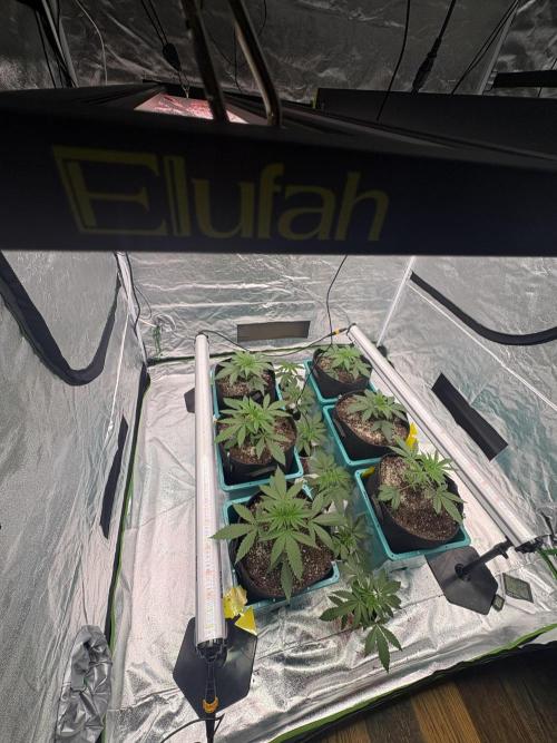 Straw-Lectric Lemonade. Week 6