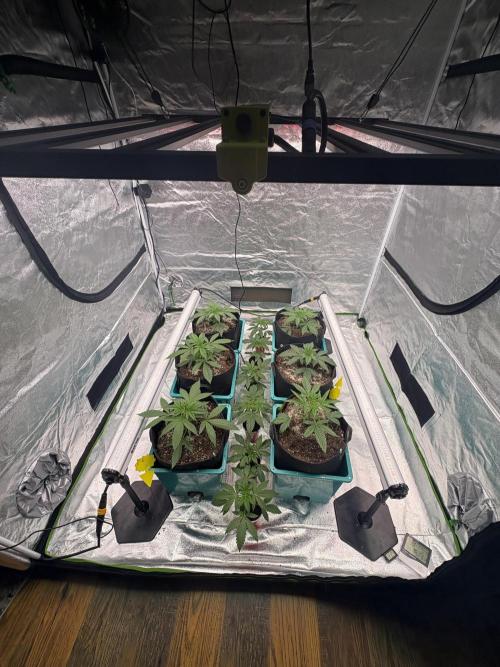 Straw-Lectric Lemonade. Week 6