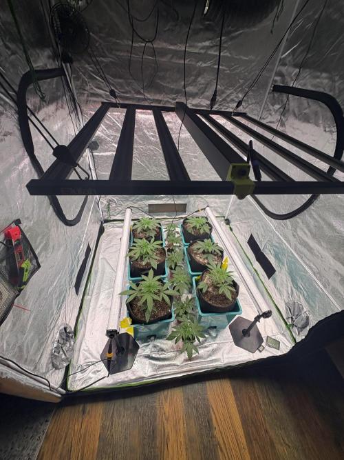 Straw-Lectric Lemonade. Week 6