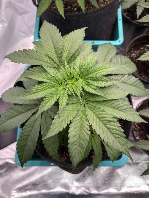 Straw-Lectric Lemonade. Week 7