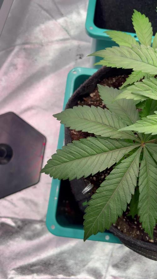 Straw-Lectric Lemonade