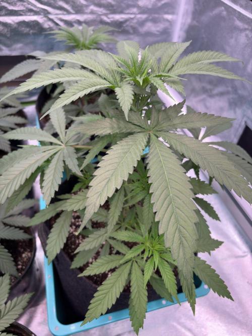 Truffle Jordan. Week 7