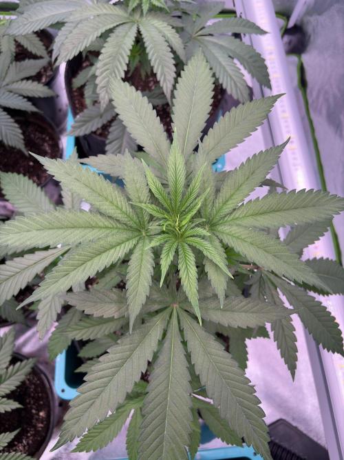 Truffle Jordan. Week 7