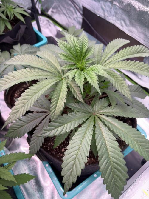 Lemon Cherry Gelato. Week 7