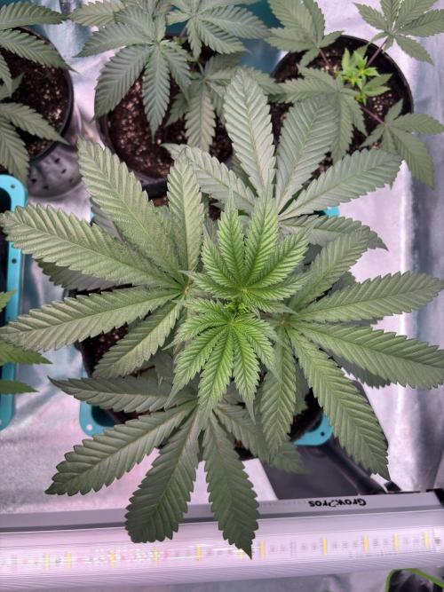 Lemon Cherry Gelato. Week 7