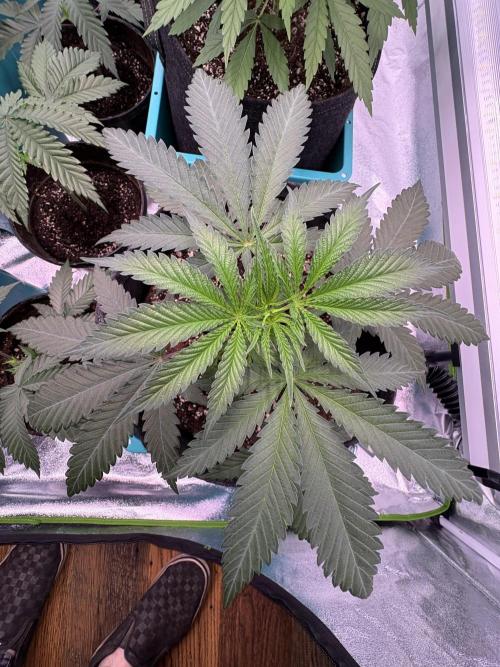 Wedding Gelato. Week 7