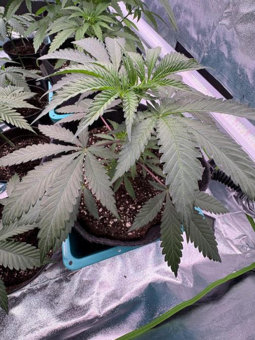 Wedding Gelato. Week 7