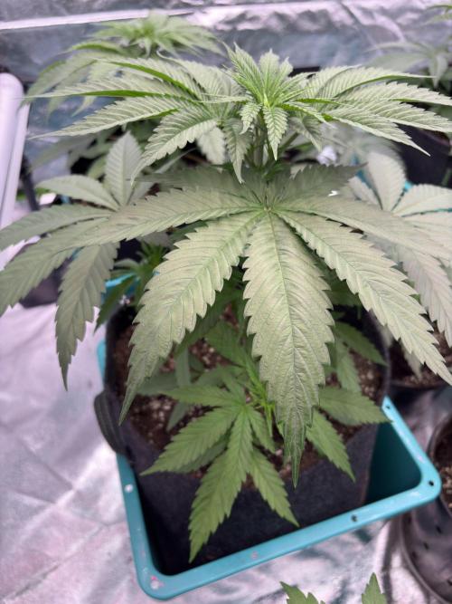 Black Sugar 2.0. Week 7