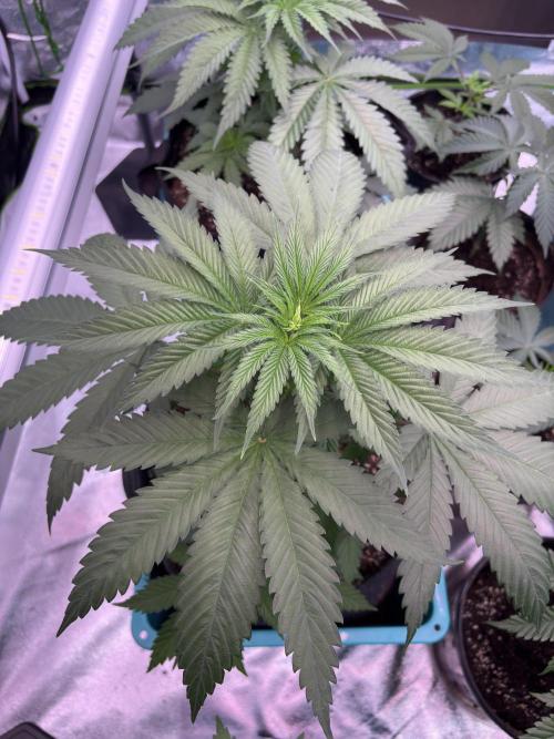 Black Sugar 2.0. Week 7