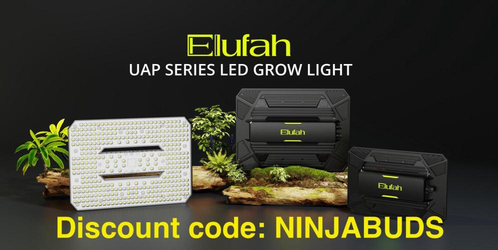 Black Sugar 2.0. Week 7