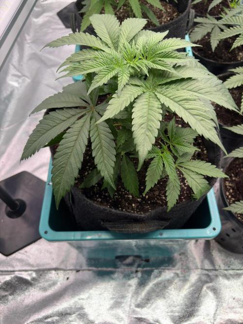 Straw-Lectric Lemonade. Week 7