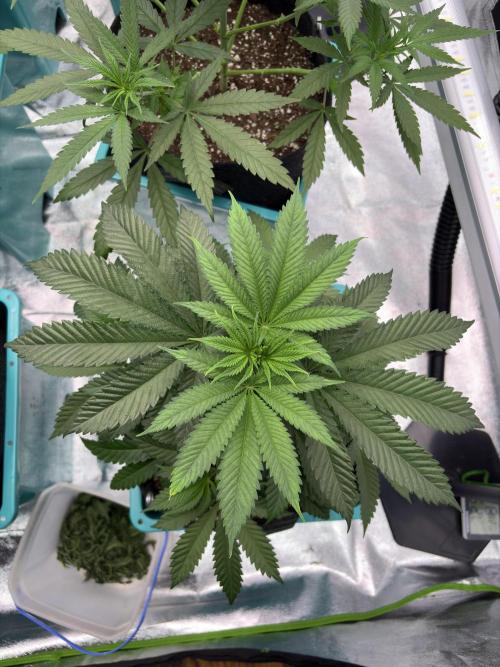 Wedding Gelato. Week 8