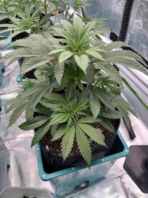 Wedding Gelato. Week 8