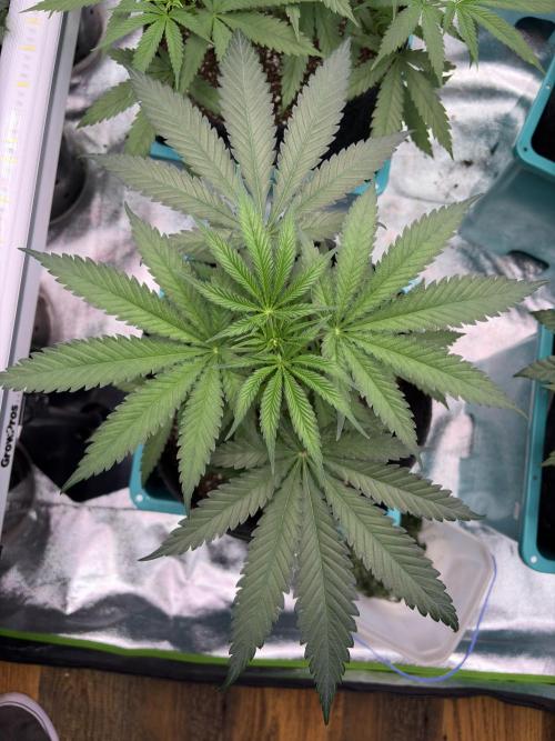 Lemon Cherry Gelato. Week 8