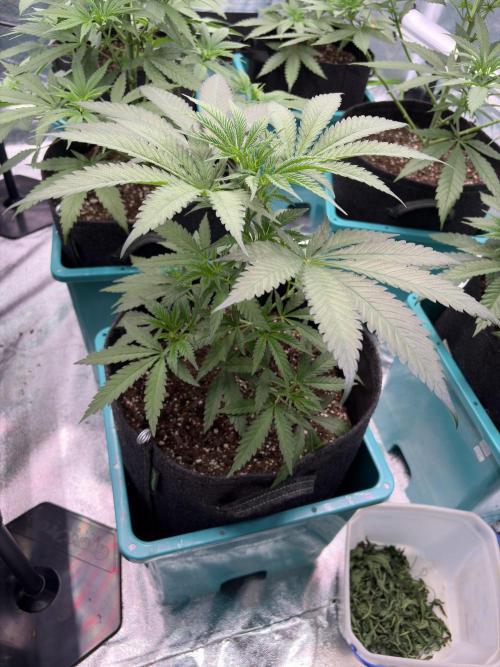 Lemon Cherry Gelato. Week 8