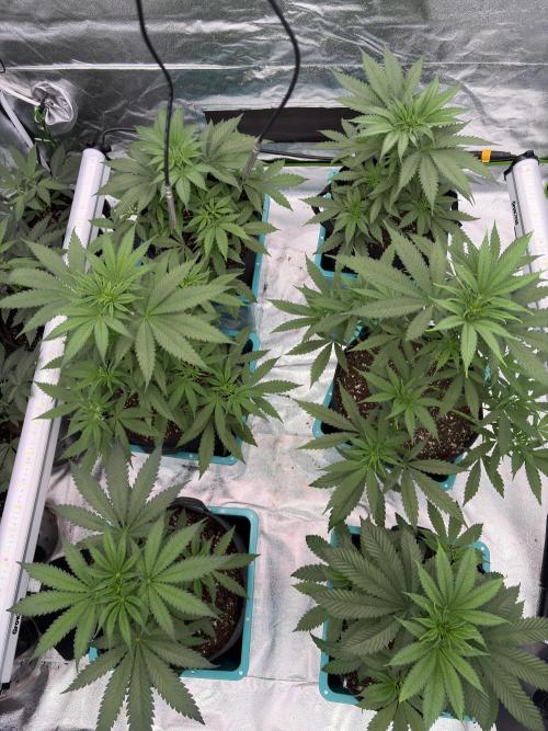 Lemon Cherry Gelato. Week 8