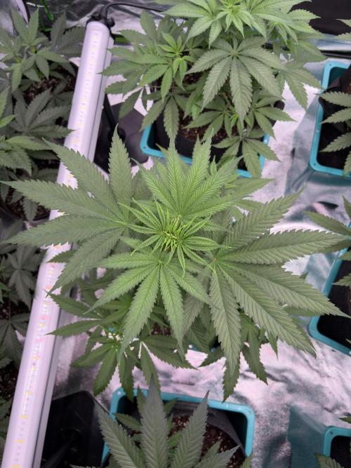 Truffle Jordan. Week 8